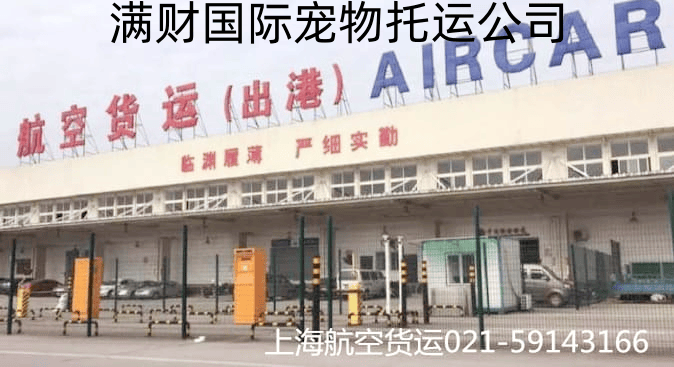 选择最佳，上海至美国宠物托运更轻松
